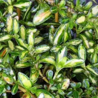 coprosma-kiwi-gold-