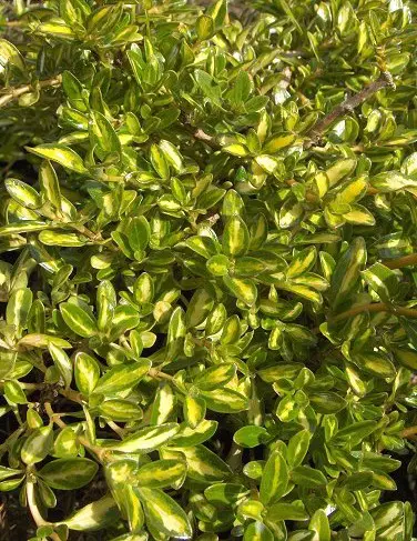 coprosma-kiwi-gold-1