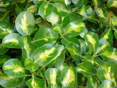 coprosma-repens-picturata-