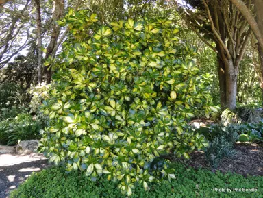 coprosma-repens-picturata-1