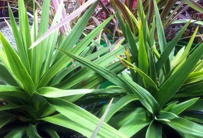 Cordyline australis 'Kirkii' with lush green foliage.