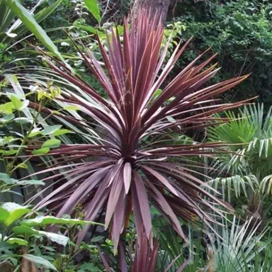 Cordyline australis 'purpurea' plant with purple foliage.