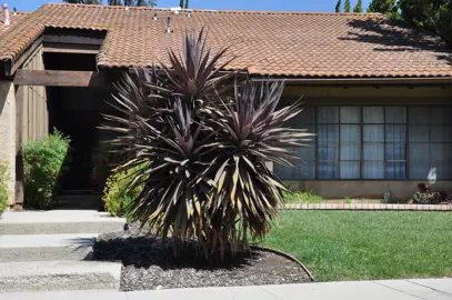 Cordyline bauera plants with purple foliage.