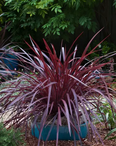 cordyline-burgundy-roma-