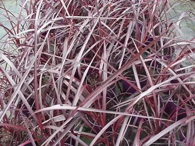 cordyline-burgundy-roma-1