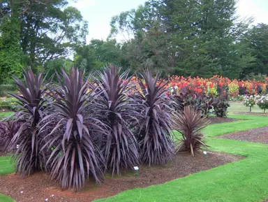 Cordyline 'Burgundy Spire' plants in garden with purple foliage.