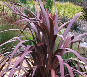 Cordyline Cabernet plant with dark red leaves.