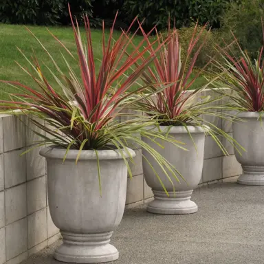 Cordyline 'Can Can' growing in pots.