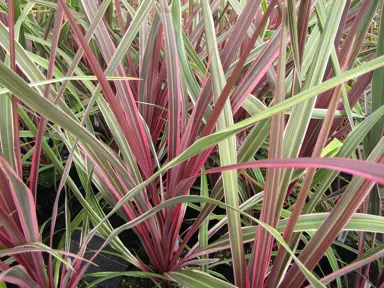 Cordyline 'Can Can' foliage.