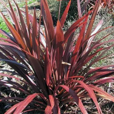 Cordyline 'Cardinal' plant with rich-purple leaves.