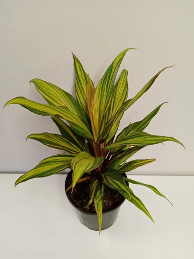 Cordyline 'Celestial Dawn' plant.