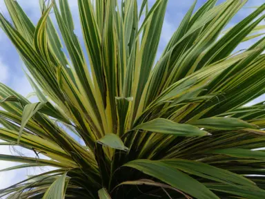 cordyline-albertii-chardonnay-