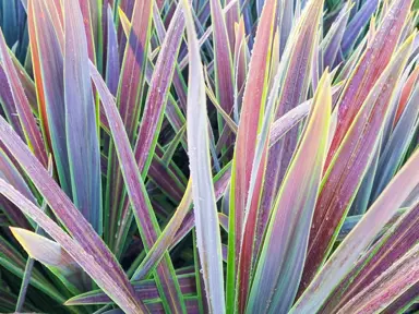 cordyline-australis-choc-mint-