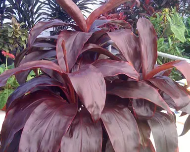 cordyline-dr-brown-