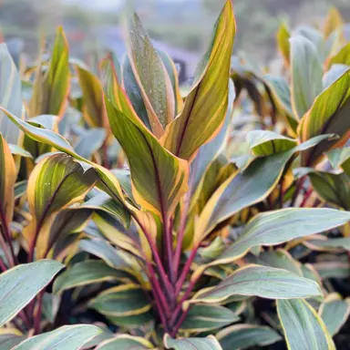 cordyline-early-morning-diamond-