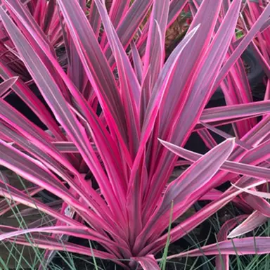 cordyline-electric-pink--1