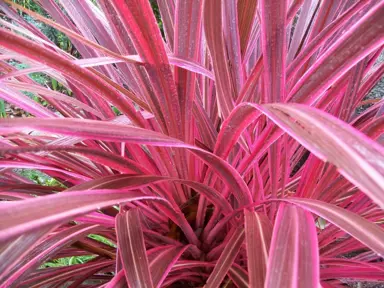 cordyline-electric-pink-