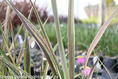 cordyline-electric-star-