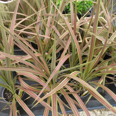 cordyline-electric-star-1