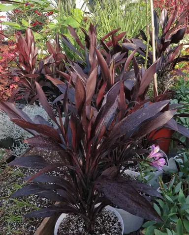 Cordyline Caruba Black | Free Freight Option