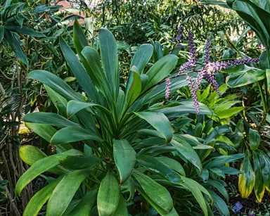 Cordyline fruticosa 'Glauca' large plant.