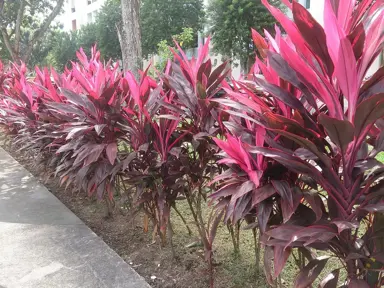 cordyline-fruticosa-rubra-