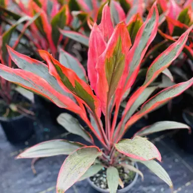 Cordyline fruticosa 'Tangelo' plant with orange and green foliage.