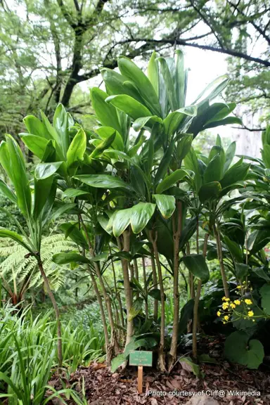 Cordyline fruticosa plants.