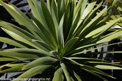 cordyline-green-goddess--1