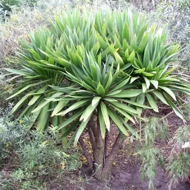 cordyline-green-goddess--2