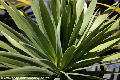 cordyline-green-goddess-