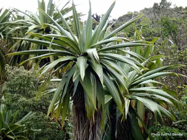 Cordyline indivisa tree with green foliage.