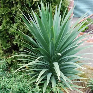 Cordyline 'Jade Fountain' plant.