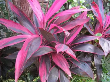 cordyline-john-klass-red-