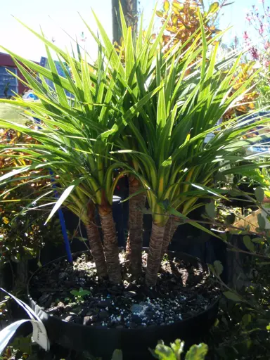 Cordyline Karo Kiri plant in a pot.