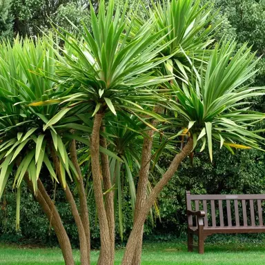 Cordyline 'Kaspar' in a garden with multiple stems and lush green leaves.