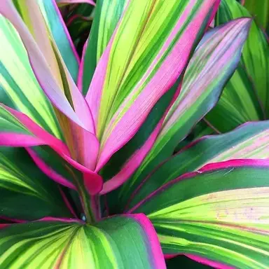 cordyline-kiwi-pride-