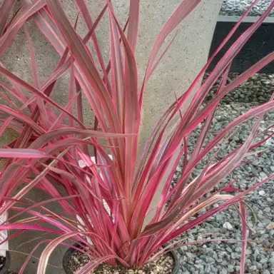 Cordyline 'Magenta Rays' plant with pink foliage.