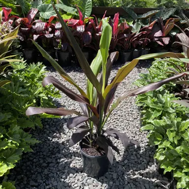 Cordyline Negra - Cordyline fruticosa Negra