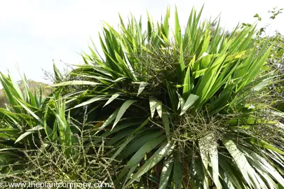 Lush green foliage on Cordyline obtecta.