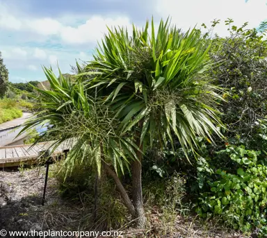 Cordyline obtecta tree with lush green foliage.