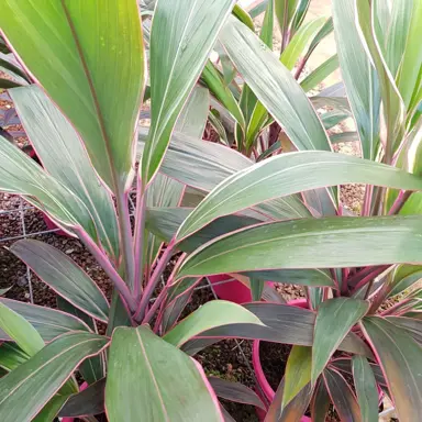 cordyline-pink-diamond-