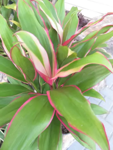 cordyline-pink-edge-