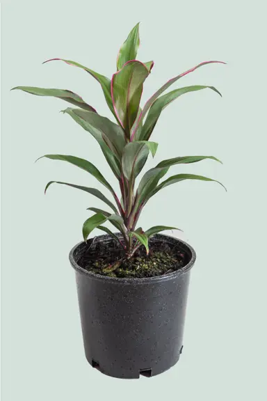 cordyline-pink-edge-1