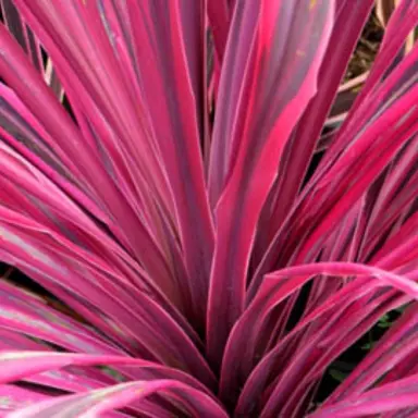 cordyline-pink-passion--1