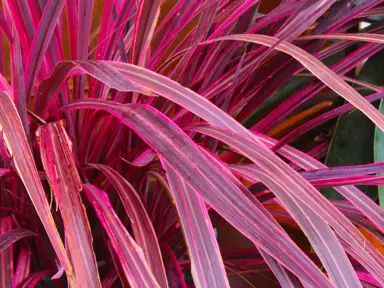 cordyline-pink-perfection-