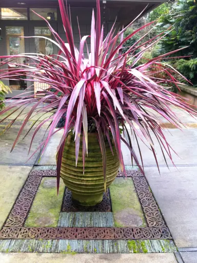 cordyline-pink-perfection-1