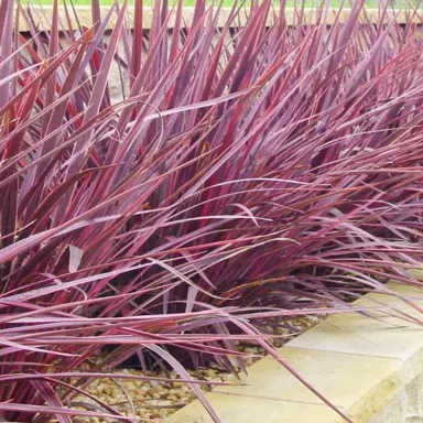 cordyline-pink-perfection-2