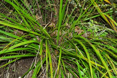 Cordyline pumilio plant.