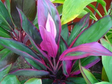 cordyline-purple-prince--1